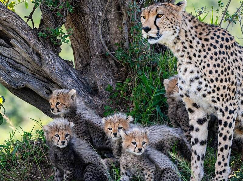 سگ ها زیاد شوند به یوزپلنگ ها هم رحم نمی کنند!