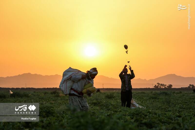 عکس/ برداشت خربزه در تربت جام