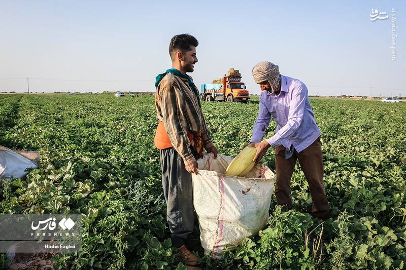 عکس/ برداشت خربزه در تربت جام