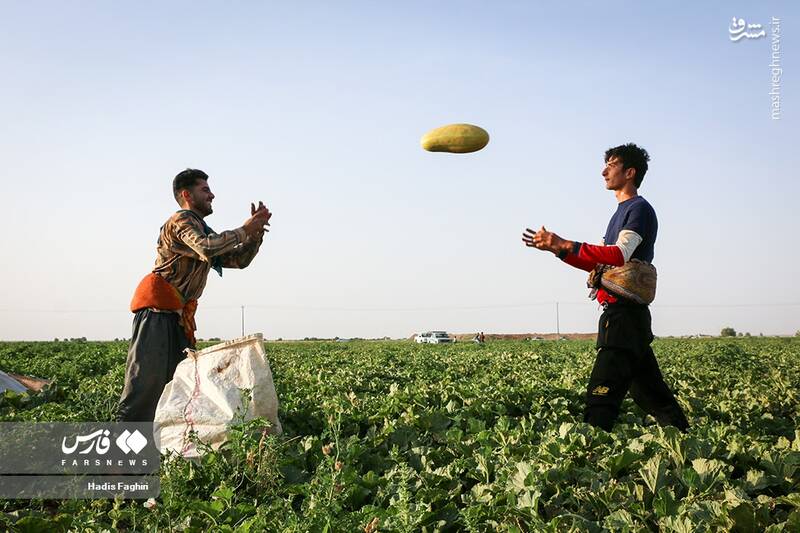 عکس/ برداشت خربزه در تربت جام