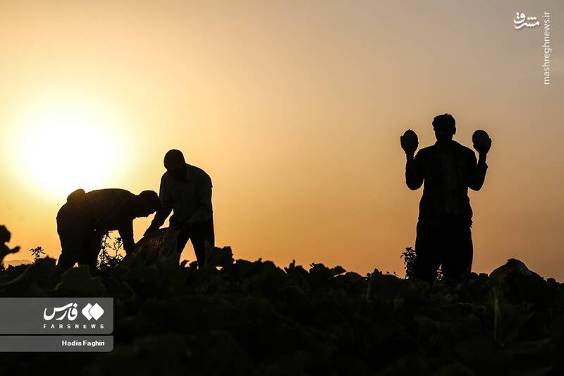 عکس/ برداشت خربزه در تربت جام