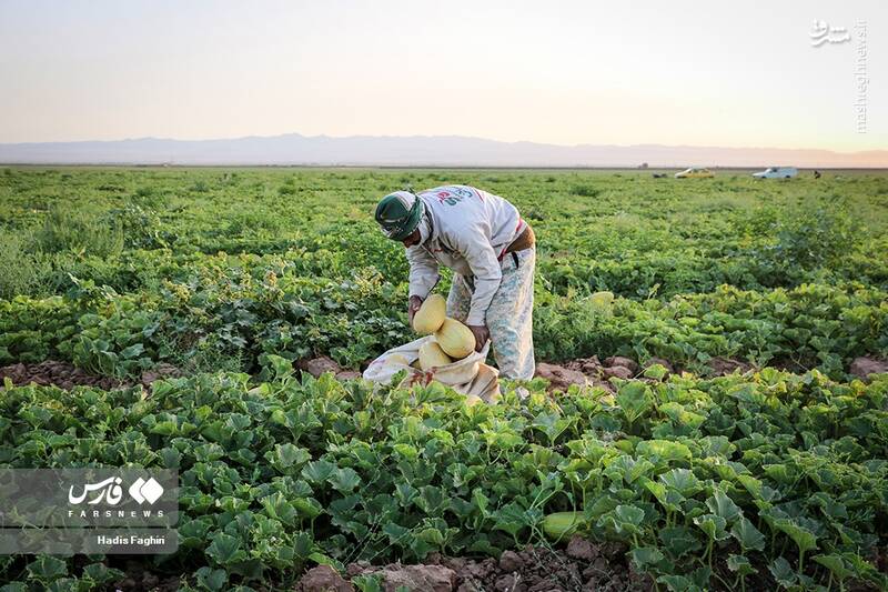 عکس/ برداشت خربزه در تربت جام
