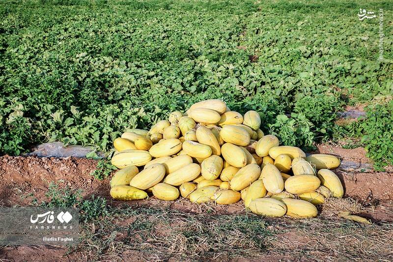 عکس/ برداشت خربزه در تربت جام