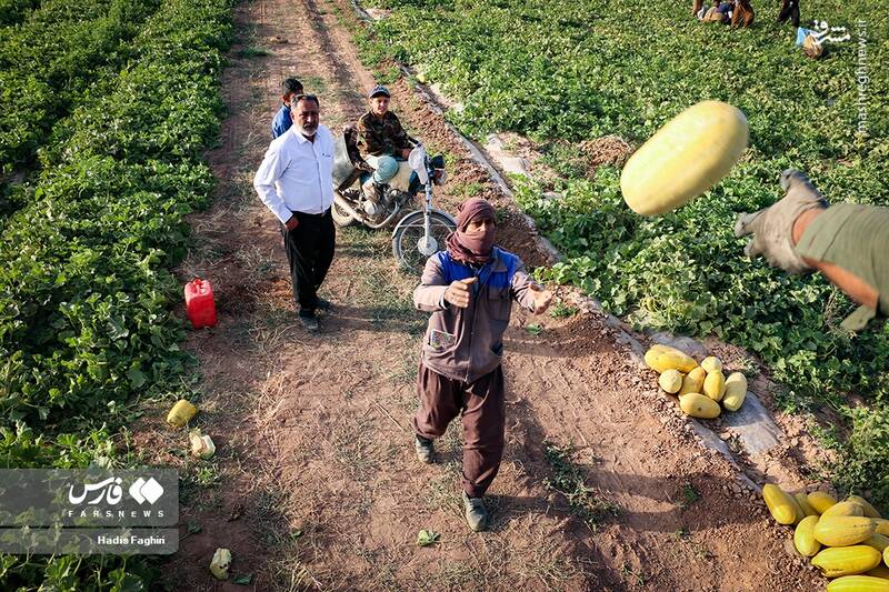 عکس/ برداشت خربزه در تربت جام