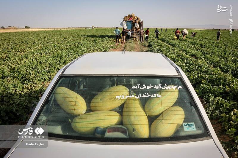 عکس/ برداشت خربزه در تربت جام