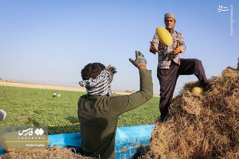 عکس/ برداشت خربزه در تربت جام