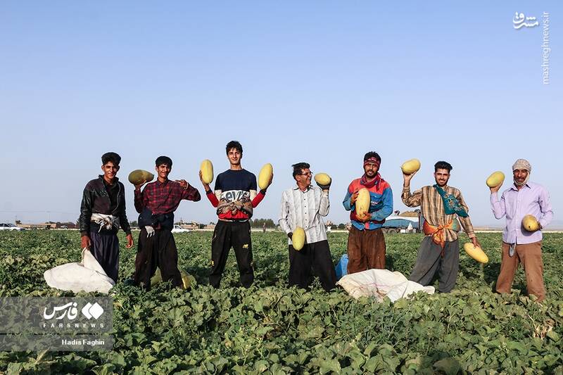 عکس/ برداشت خربزه در تربت جام