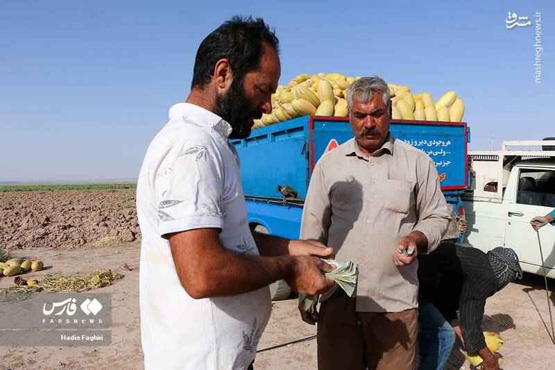 عکس/ برداشت خربزه در تربت جام