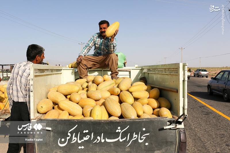 عکس/ برداشت خربزه در تربت جام