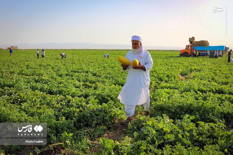 عکس/ برداشت خربزه در تربت جام