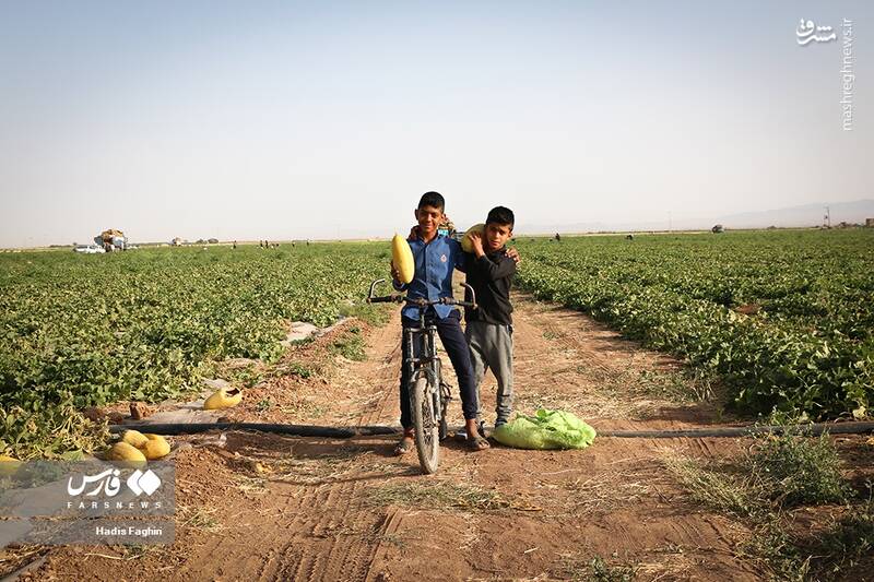 عکس/ برداشت خربزه در تربت جام