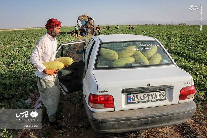 عکس/ برداشت خربزه در تربت جام