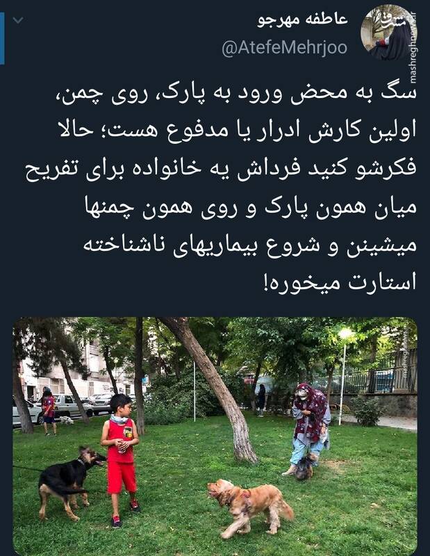 خطر پهن کردن سفره کنار مدفوع و ادرار سگها!