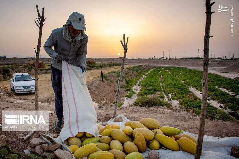 عکس/ برداشت خربزه در سرخه