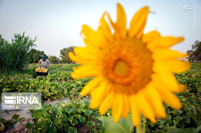 عکس/ برداشت خربزه در سرخه