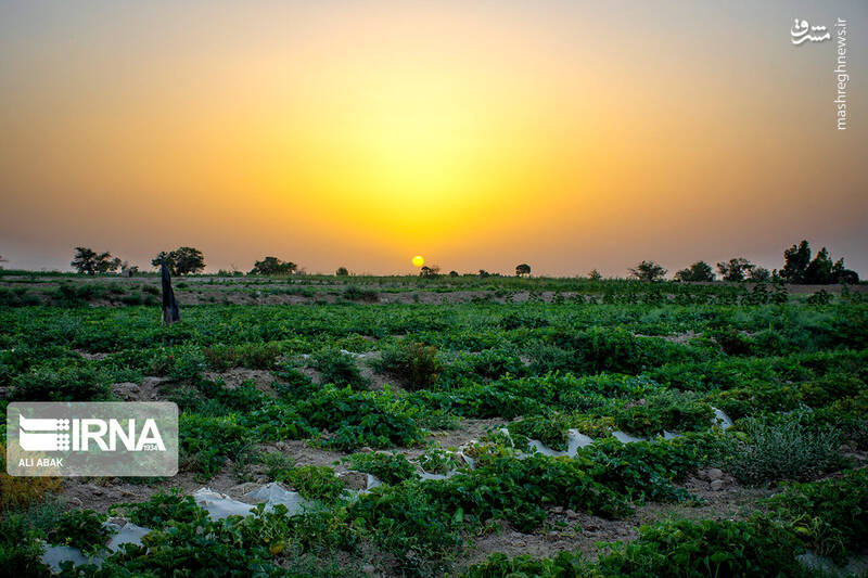 عکس/ برداشت خربزه در سرخه