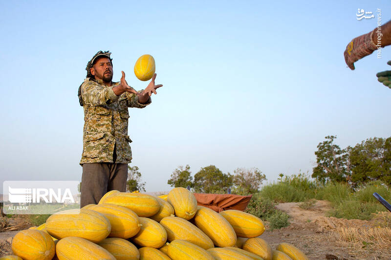 عکس/ برداشت خربزه در سرخه