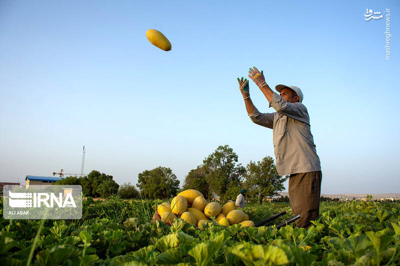 عکس/ برداشت خربزه در سرخه