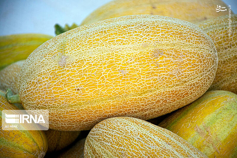 عکس/ برداشت خربزه در سرخه