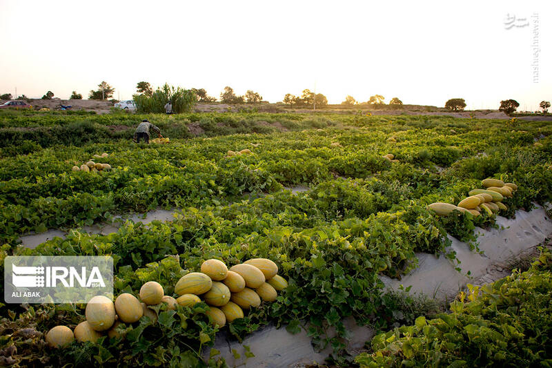 عکس/ برداشت خربزه در سرخه