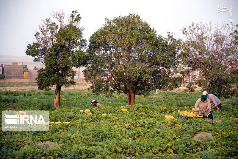عکس/ برداشت خربزه در سرخه