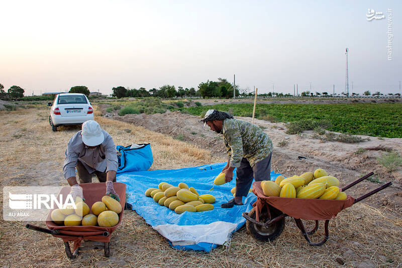 عکس/ برداشت خربزه در سرخه