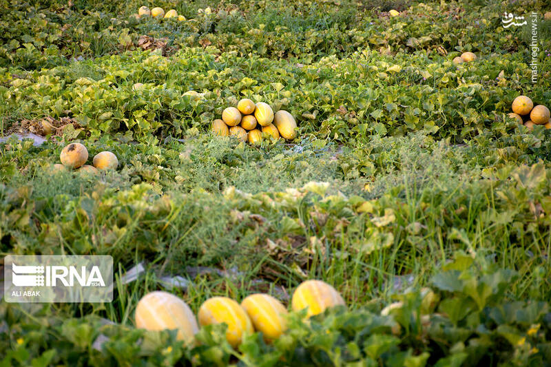 عکس/ برداشت خربزه در سرخه