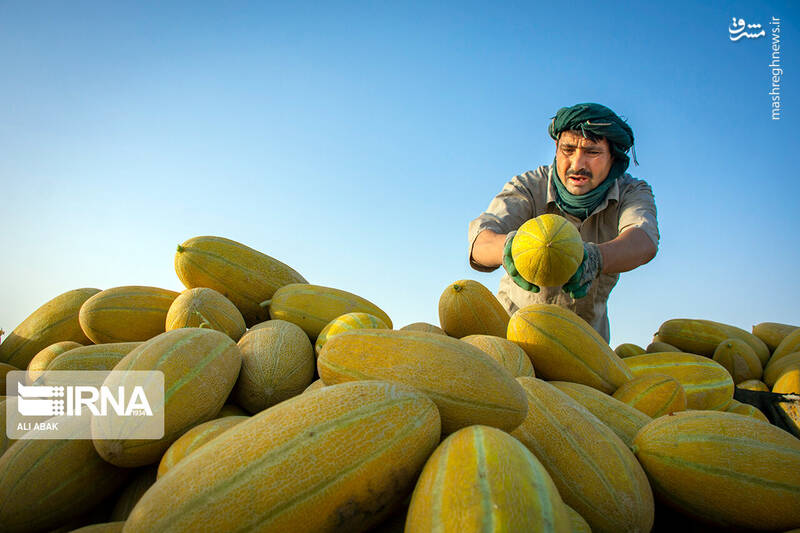 عکس/ برداشت خربزه در سرخه