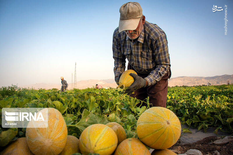 عکس/ برداشت خربزه در سرخه