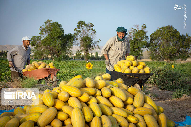 عکس/ برداشت خربزه در سرخه