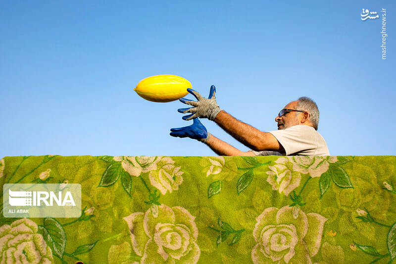 عکس/ برداشت خربزه در سرخه