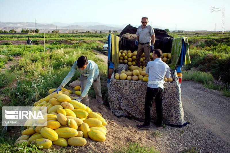 عکس/ برداشت خربزه در سرخه
