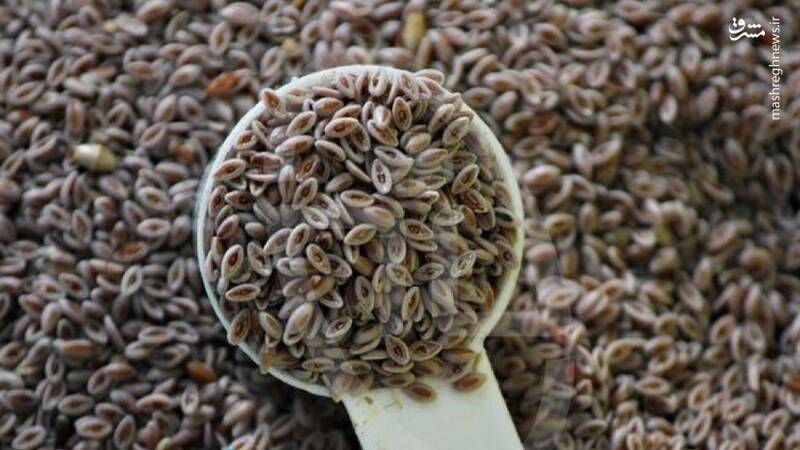 گیاهان موثر در کاهش قند خون + عکس 4