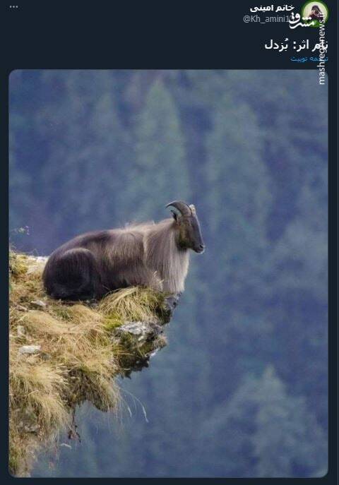 تصویری از یک بُزدل!