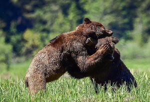 عکس/ مبارزه دو خرس گریزلی