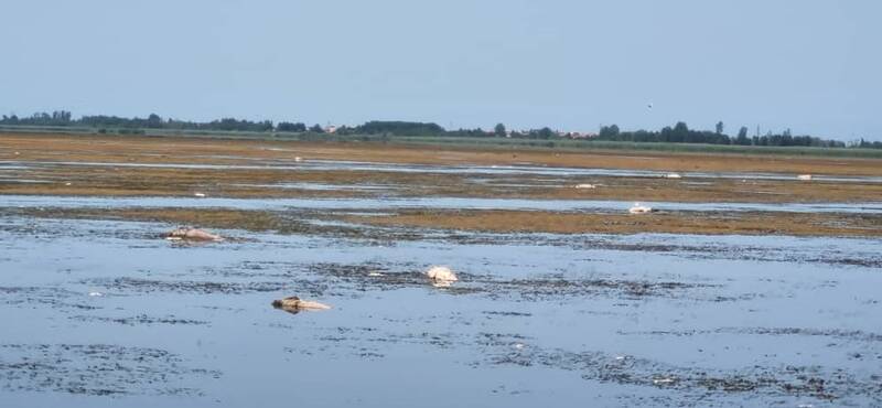 گرما ماهیان تالاب انزلی را به کام مرگ فرو برد +عکس