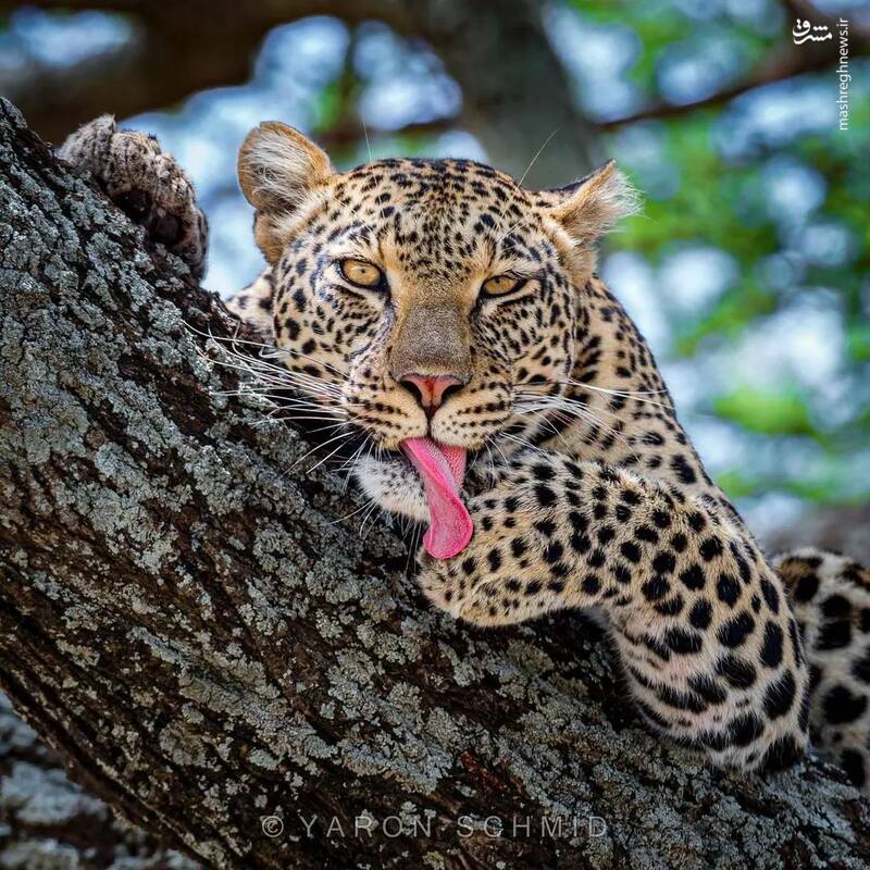 عکس/ زبان درازی پلنگ