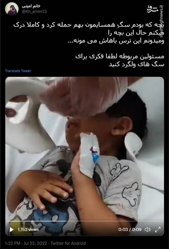 مسئولین مربوطه لطفا فکری برای سگ های ولگرد کنید+ فیلم