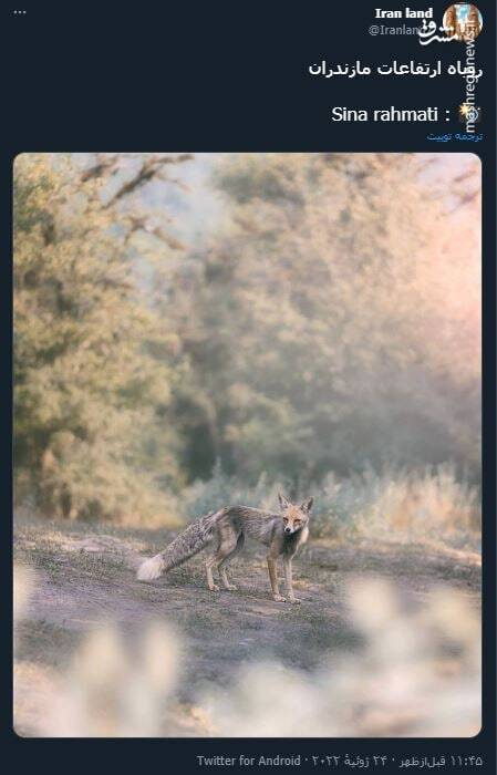 روباه ارتفاعات مازندران+ عکس