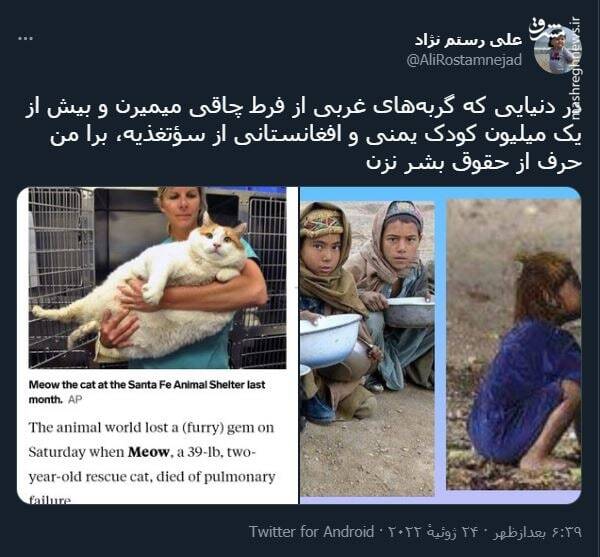 تفاوت گربه های غربی با کودکان یمنی+ عکس