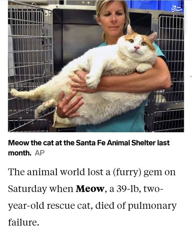 تفاوت گربه های غربی با کودکان یمنی+ عکس