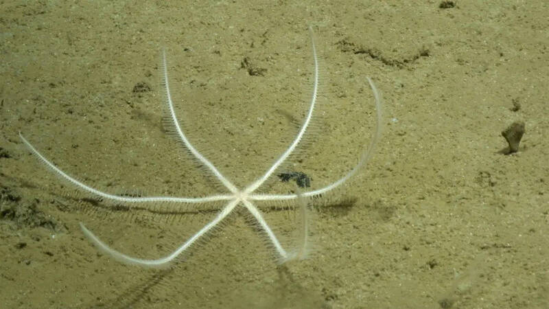 دنیای کف اقیانوس!