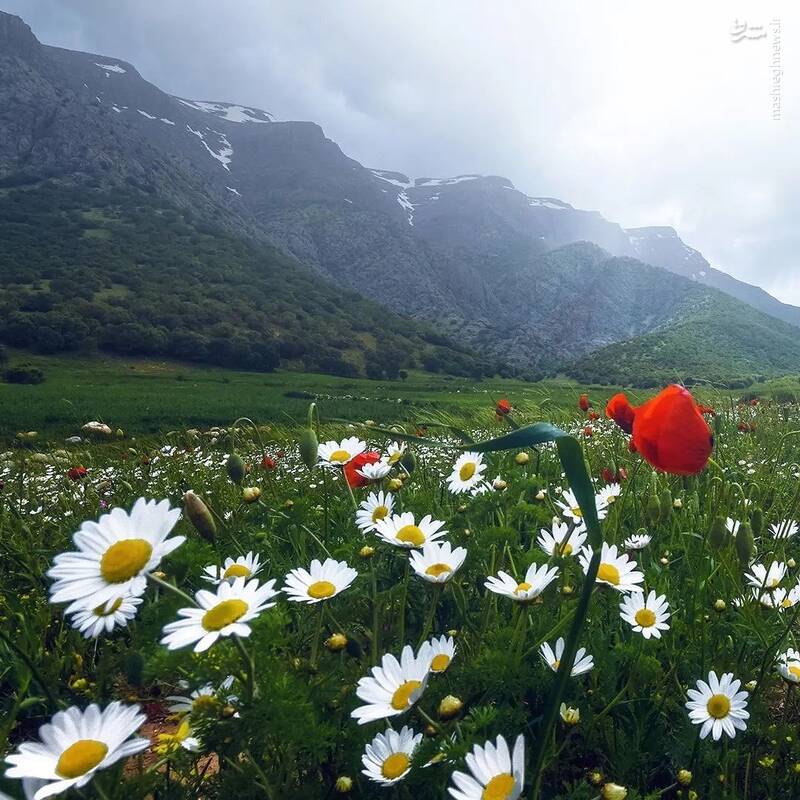 عکس/ ایران من