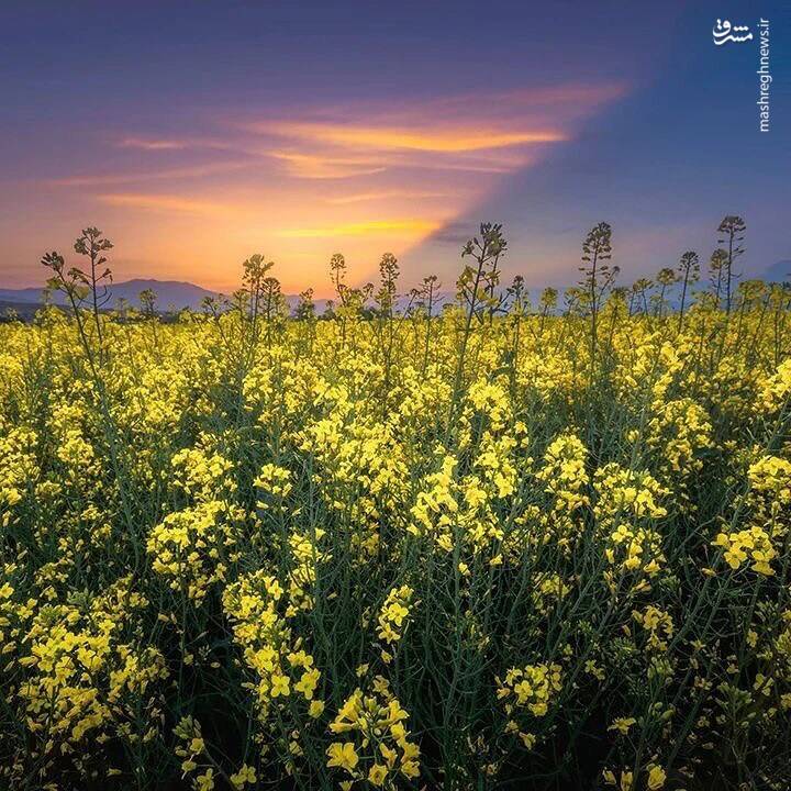 عکس/ ایران من