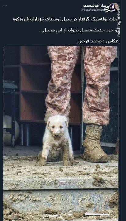 نجات تولهسگ گرفتار در سیل فیروزکوه+ عکس