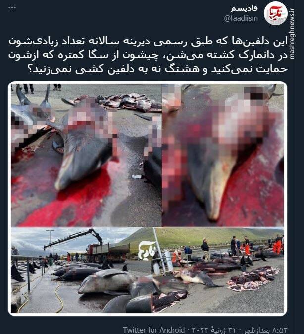 هشتگ نه به دلفین کشی نمیزنید؟+ عکس