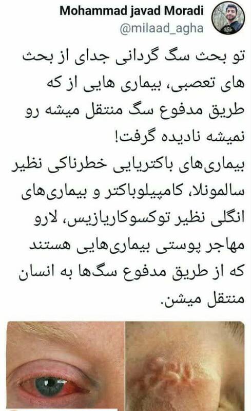 بیماریهایی که از مدفوع سگ منتقل میشود