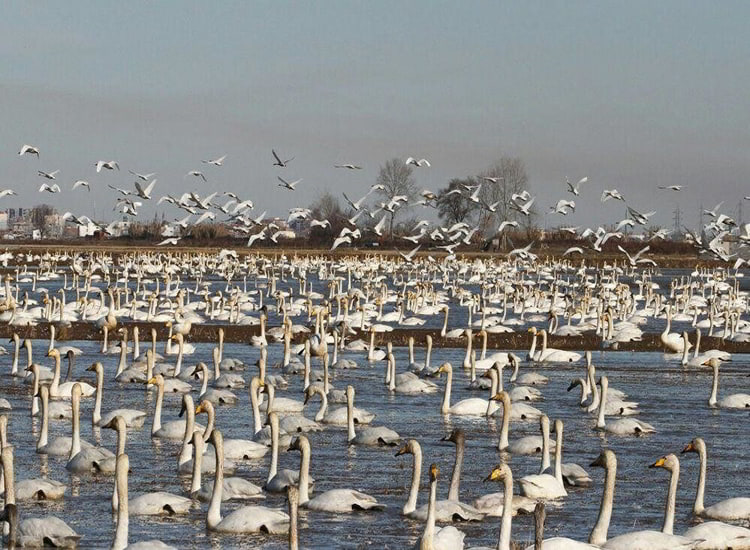 چشم اندازی از طبیعت و هنر بر بام خانه های پلکانی