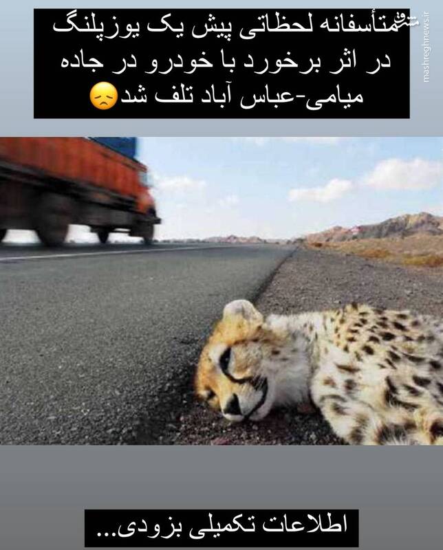 تلف شدن یک یوز ایرانی در جاده سمنان+ عکس