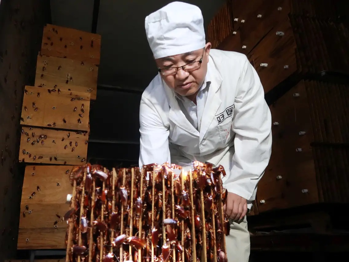 مزارع پرورش سوسک در چین +عکس